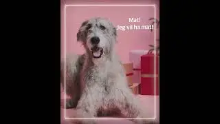 AniCura Hva &oslash;nsker din hund eller katt seg til jul?