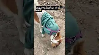 kya chupa hua dhan yahi he🤔 #trending #freestyle #animalshorts #funny #bollywood #cuteanimal