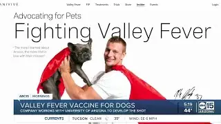 Valley fever vaccine for dogs in the works