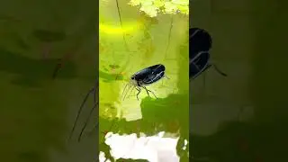 Guppies Bina Khana Kitne Din Zinda Rahenge? 😱