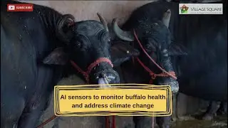 AI sensors to monitor buffalo health and address climate change