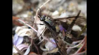 Stiletto Fly Sidarena hortorum Egg-laying