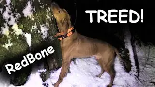 ОХОТА НА ЕНОТОВ с гончей! (Redbone Coon Dog) - Сезон охоты на енотов в Пенсильвании