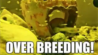 EVERYTHING IS OVER BREEDING AND TAKING OVER OUR TANK!!! (DOESN'T MAKE SENSE BUT IT MAKES $$$)