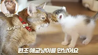 원조 애교냥이 마일로와 아기고양이의 만남!!