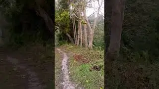 সরিষা খেত প্রকৃতির দৃশ্য #vairal#