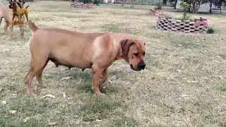Real Boerboels - 🐶 Meet Real Marwei &ndash; The Queen of the Yard! 👑