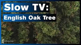 University of Essex Slow TV: English Oak Tree