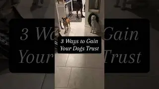 3 Ways to Gain Your Dogs Trust ✨|Part 1| #shortsfeed #dogshorts #dogs #subscribe
