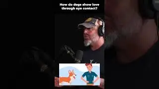 How do dogs show love through eye contact #dogtalk #podcast