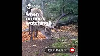 Justice for Nature - Eye of the Earth