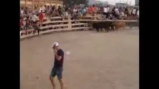 vaquillas de pinoso