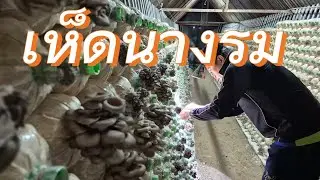 เก็บเห็ดนางรม #เห็ดนางรม 
