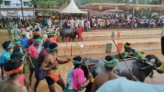 Kambala Start - Negilu Hiriya Final Race Puttur Kambala 2025 - Bellippady Vs Kakkepadavu