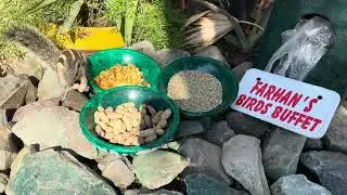 Relaxing Squirrel & Bird Watching 🐿️🐦 | Nature Sounds for Cats, Dogs & Humans | Cat TV