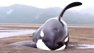 6 rescates de orcas que te llegarán al corazón
