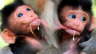 Popular Daily Monkey Wildlife 2021,Adorable Poor Newborn Sam Smith Weak Unable to Walk,[ Sam Smith ]