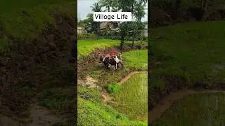 👌👌❤️❤️#naturevillage life  #travel #vlog #nature #naturelovers #naturephotography