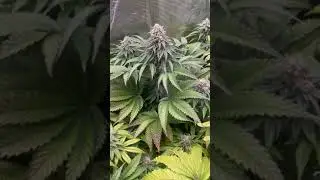 🍋 LemonPaya Feminized | Fast Buds | by  eldruida lamota
