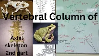 vertebral column of frog, easiest understandable with functions (Drawing +Labelling) of each bone