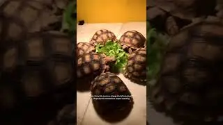 No Noise, Just Peace: Sulcata&rsquo;s Mealtime 🐢✨ | Sulcata Safari | Sulcata Tortoise #shortsfeed #shorts