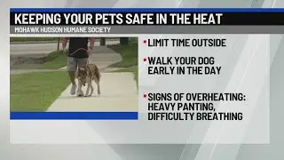 Keeping your pets safe in the extreme heat