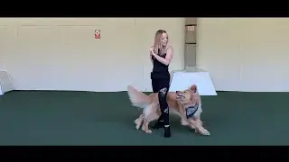 It's My Life - New Dog Dancing Routine of Indy the Hovawart