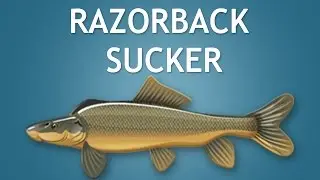 Elltharis - RAZORBACK SUCKER (5★)