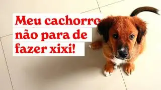 Como Adestrar um Cachorro | Vida real + Tutorial Completo