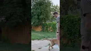 #puppytrainingtips #tipsandtricks #pettrainingtips #dog #dogs #malinois #puppy #tips #tricks #howto