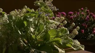 Chattanooga Area Food Bank provides fresh produce with self-maintained garden