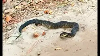 Offensive aggression vs defensive behavioral traits in snakes