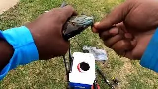 May 2023 1lb Gills and 1lb+ Redears Some of the Biggest Gills and Redears in North Texas #fishing