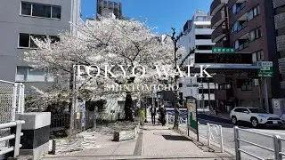 Tokyo Walk | Afternoon Walk in Shintomichō 東京新富町 | April 2024