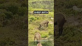 Sheep Birth Outside. #sheep #animals #delivery #sheepfarming #farmers