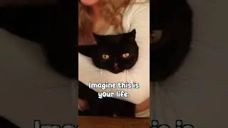 Какая жизнь! #кот #шорты