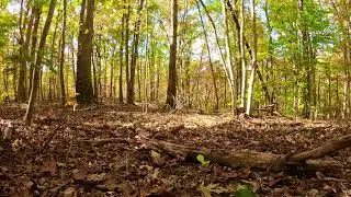 Relaxing Colors of Nature's Forest
