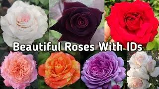 10 Beautiful Rose Varieties In India With Names Or IDs