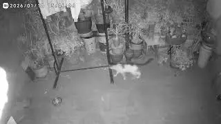 [Feline Patrol] YardCatsCam | 2026-01-10 Cats' Natural Habitat
