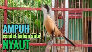 Suara Pancingan cendet Bahan toet toet gacor ampuh buat pancing cendet lain lngsung Nyaut