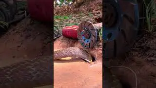 Best DIY Snake Trap Using Cutting Tools That Work 100%  #animaltrap #snake #wildlife #trapping