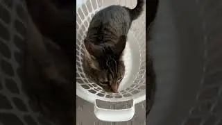 Tabby cat refuses to get out of laundry basket