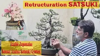 Taille et restructuration de ma satsuki, et quelques annoncent en fin de vidéo 2e partie #bonsaï