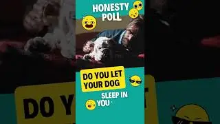 Should your dog sleep in your bed?  #shorts #dogs #dogsleeping