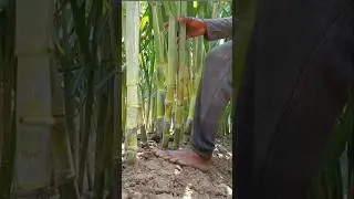 Farmer Pressing Soil at Sugarcane Base with Foot | Sugarcane Growth Care | Real Farming