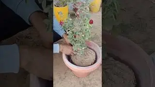 repotting of Rose #gulab ko repot karna sikhe #rose #desi #gulab #redrose #roseflower #plant