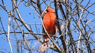 Northern Cardinal Call