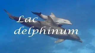 Delphinmilch - Lac delphinum - Ahnenmedizin & Seelenhom&ouml;opathie - Kim Fohlenstein