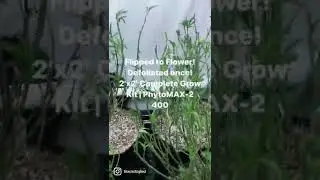Just flipped these 4 Gelato 33s in our 2&rsquo;x2&rsquo; Complete Grow Kit under the PhytoMAX-2 400!