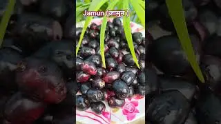 jamun khane k fayde #fruit #pahado k jamun #farming #amazinguttarakhand #paddycultivation